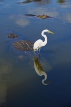 Great Egret (Egretta alba), standing in calm water while an American Alligator (Alligator