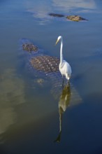 Great White Egret (Egretta alba), next to an American Alligator (Alligator mississippiensis), in