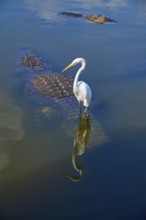 A white egret (Egretta alba), standing calmly next to a swimming American alligator (Alligator