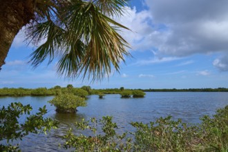 A lake with palm trees and lush vegetation under a blue sky, Black Point Wildlife Drive,