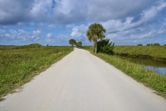 Straight white road with palm trees in a green landscape under a slightly cloudy sky, Black Point
