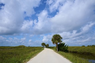 Long white road with palm trees, lined with green fields under a blue sky with clouds, Black Point