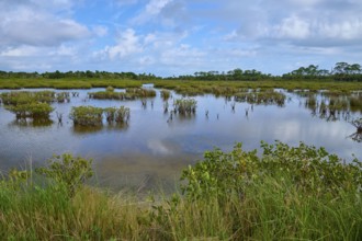 Tranquil marshland with water, plants and blue sky, Black Point Wildlife Drive, Titusville,