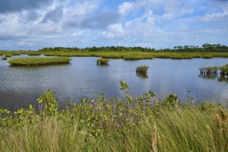 Expansive marshland with clear skies and green vegetation, Black Point Wildlife Drive, Titusville,