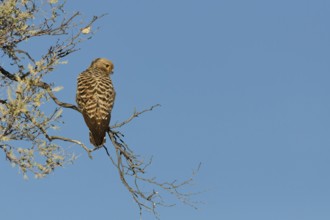 Rock kestrel (Falco rupicolus), sitting on a tree branch, on the lookout, Kgalagadi Transfrontier