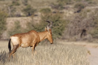 Red hartebeest (Alcelaphus buselaphus caama), adult male walking in tall dry grass, Kgalagadi