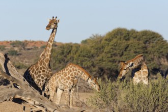 South African giraffes (Giraffa camelopardalis giraffa), adult female with young feeding on leaves,