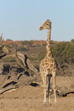 South African giraffe (Giraffa camelopardalis giraffa), adult, animal portrait, evening light,