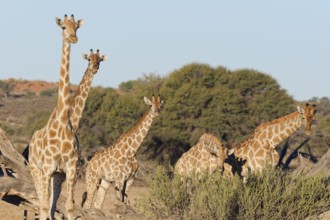 South African giraffes (Giraffa camelopardalis giraffa), two adults with young feeding on leaves,
