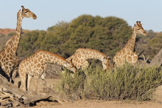South African giraffes (Giraffa camelopardalis giraffa), adult female with young feeding on leaves,