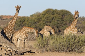South African giraffes (Giraffa camelopardalis giraffa), adult female with young feeding on leaves,