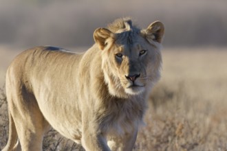 African lion (Panthera leo), walking male looking at camera, early morning, animal portrait,