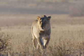 African lion (Panthera leo), male walking in tall dry grass, early morning, backlight, Kgalagadi