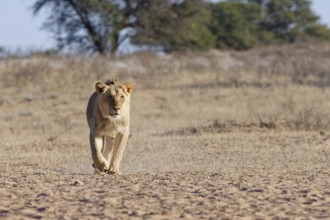 African lion (Panthera leo), male walking in dry grass, towards the waterhole, looking at camera,