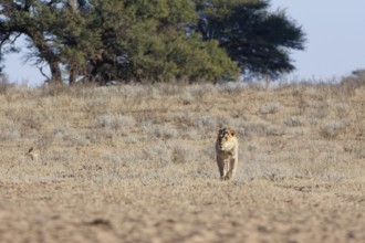 African lion (Panthera leo), male walking in dry grass, towards the waterhole, Kgalagadi