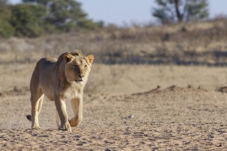 African lion (Panthera leo), male walking towards the waterhole, Kgalagadi Transfrontier Park,