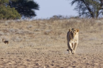 African lion (Panthera leo), male walking in dry grass, towards the waterhole, looking at camera,