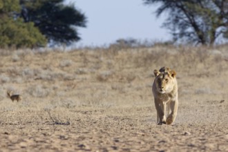 African lion (Panthera leo), male walking in dry grass, towards the waterhole, looking at camera,