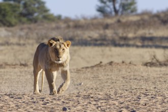 African lion (Panthera leo), male walking towards the waterhole, looking at camera, Kgalagadi