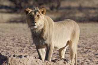 African lion (Panthera leo), male standing at waterhole, looking at camera, alert, Kgalagadi