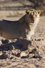 African lion (Panthera leo), male standing at waterhole, looking at camera, alert, Kgalagadi