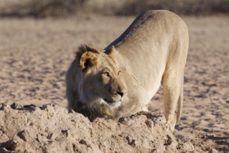 African lion (Panthera leo), male drinking at waterhole, alert, Kgalagadi Transfrontier Park,