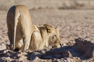 African lion (Panthera leo), male drinking at waterhole, alert, Kgalagadi Transfrontier Park,