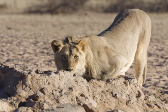 African lion (Panthera leo), male drinking at waterhole, looking at camera, alert, Kgalagadi