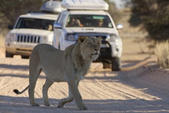 African lion (Panthera leo), male walking on a dirt road, followed by two off-road vehicles with