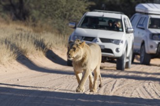 African lion (Panthera leo), male walking on a dirt road, followed by two off-road vehicles with