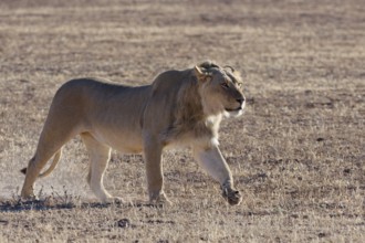 African lion (Panthera leo), male walking in dry grass, backlight, Kgalagadi Transfrontier Park,