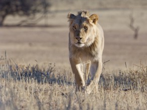 African lion (Panthera leo), male walking in tall dry grass, looking at camera, Kgalagadi
