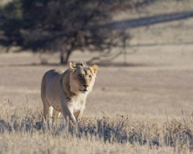 African lion (Panthera leo), male walking in tall dry grass, Kgalagadi Transfrontier Park, Northern