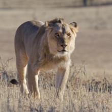African lion (Panthera leo), male walking in tall dry grass, looking at camera, Kgalagadi