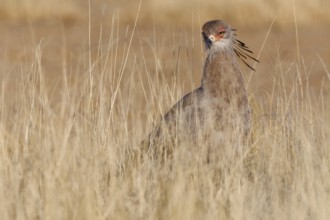 Secretary bird (Sagittarius serpentarius), adult, foraging in tall dry grass, Kgalagadi
