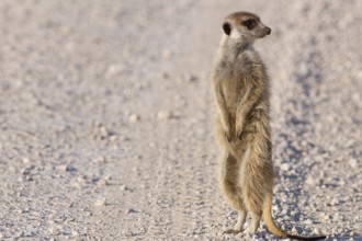 Meerkat (Suricata suricatta), adult, standing on gravel road, in lookout position, alert, Kgalagadi