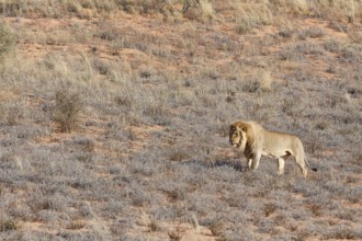African lion (Panthera leo), male standing on a grassy sand dune, alert, Kgalagadi Transfrontier