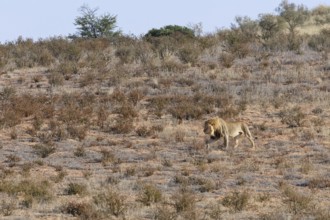 African lion (Panthera leo), male walking on a grassy sand dune, Kgalagadi Transfrontier Park,