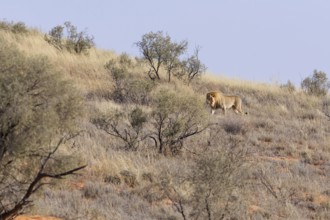 African lion (Panthera leo), male walking on a grassy sand dune, Kgalagadi Transfrontier Park,