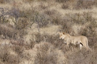 African lion (Panthera leo), male standing on a grassy sand dune, alert, Kgalagadi Transfrontier