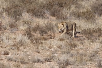 African lion (Panthera leo), male walking on a grassy sand dune, Kgalagadi Transfrontier Park,