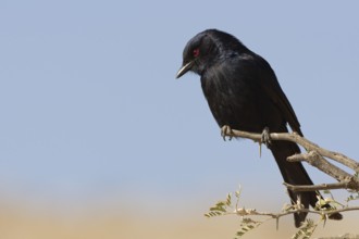 Fork-tailed drongo (Dicrurus adsimilis), adult, sitting on a tree branch, on the lookout, Kgalagadi
