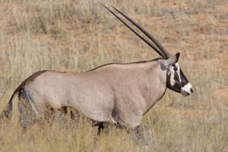 Gemsbok (Oryx gazella), adult male walking in tall dry grass, Kgalagadi Transfrontier Park,