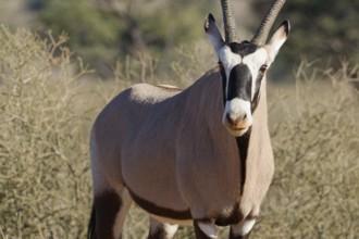 Gemsbok (Oryx gazella), adult, looking at camera, alert, animal portrait, Kgalagadi Transfrontier