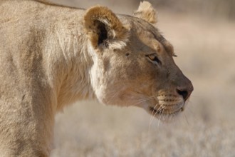 African lion (Panthera leo), lioness walking, close-up of the head, Kgalagadi Transfrontier Park,