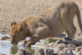African lion (Panthera leo), young male drinking at waterhole, Kgalagadi Transfrontier Park,