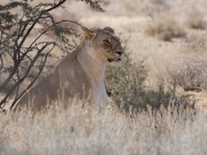 African lion (Panthera leo), sitting lioness resting in tall dry grass, in the shade, Kgalagadi