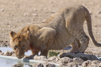 African lion (Panthera leo), young male drinking at waterhole, looking at camera, alert, Kgalagadi