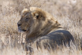 African lion (Panthera leo), lying male resting in tall dry grass, Kgalagadi Transfrontier Park,