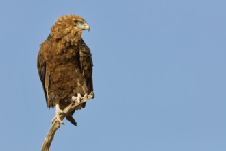 Bateleur eagle (Terathopius ecaudatus), juvenile, sitting on a tree branch, Kgalagadi Transfrontier